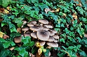 Autunno - Funghi_13